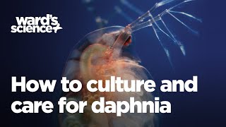 Caring and Culturing for Daphnia [upl. by Tandie]