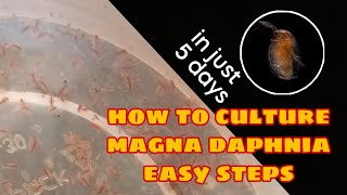 How to Culture Magna Daphnia Easily [upl. by Nimocks]