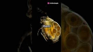 How to culture Daphnia for your Aquarium [upl. by Kielty]