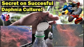 How to Culture Daphnia Successfully [upl. by Norted]