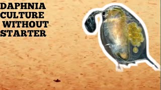 HOW TO CULTURE DAPHNIA NATURALLY WITHOUT A STARTER [upl. by Haroppiz]