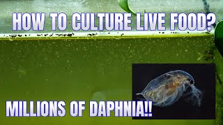 How to Culture Daphnia Secret Method to Breed MILLIONS  Simply Aquatic [upl. by Longawa361]