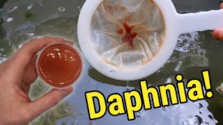 How I Culture Daphnia In Outdoor Tubs [upl. by Sialac]