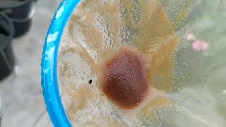 How to culture daphnia moina in a small container Part 1 English Subtitle [upl. by Tommi402]