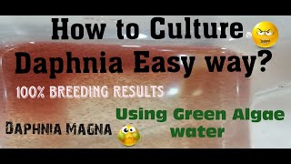 Daphnia MagnaHow to Culture Daphnia Easy wayCulturing Daphnia using Green water Daphnia [upl. by Idolla]