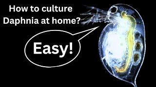 BEST Live Fish Food Beginner guide How to Culture Daphnia at home [upl. by Clea]