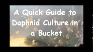 How to culture daphnia outside [upl. by Aisayt]