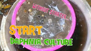 How to culture daphnia moina the easy way 1  Starting the Daphnia culture [upl. by Nana]