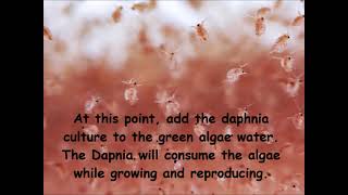 Daphnia  How to grow daphnia in your home [upl. by Mccallum]