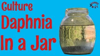 How to Culture Daphnia in a Jar [upl. by Anitsrik623]