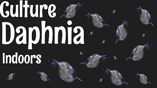 How to Culture Daphnia [upl. by Oyam979]