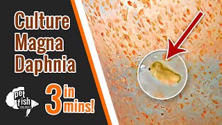 How to culture DAPHNIA MAGNA  The easy way [upl. by Raknahs]