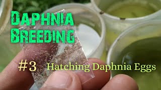 Daphnia Culture made simple and easy 3  Hatching Daphnia eggs [upl. by Eelrebma954]