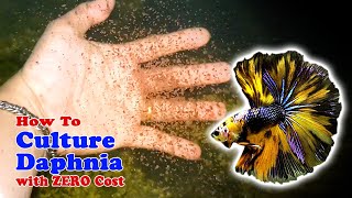 How to Culture Daphnia with ZERO Cost  Unlimited Live Food For Our Fish [upl. by Darmit682]