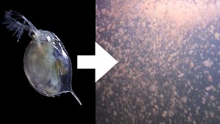 How I Culture Daphnia [upl. by Lennad]