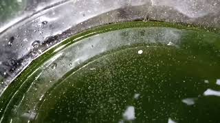 DAPHNIA MOINA CULTURE IN A SMALL BUCKET [upl. by Ilamad]