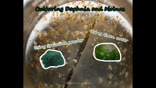 How To Culture Daphnia and Moinas using Green Water Spirulina powder [upl. by Iruyas]