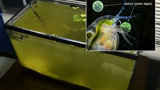 Raising Daphnia for the Freshwater Aquarium [upl. by Denyse83]