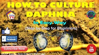 HOW TO CULTURE DAPHNIA In Easy Way [upl. by Tallbott]